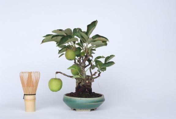 一点物 匠の盆栽】 姫国光 No.177｜盆栽妙 – 盆栽妙 本店