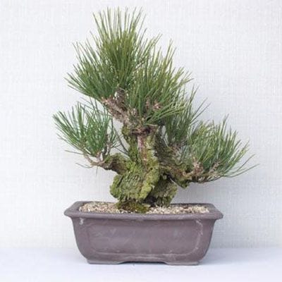 【一点物 匠の盆栽】 夢錦 No.178