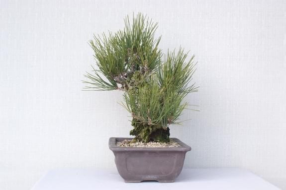 盆栽 小品盆栽 錦松(夢錦)-1 楽天市場】（株）一樹園 夢錦松5本セット 小品盆栽／樹齢6年 : 一樹園