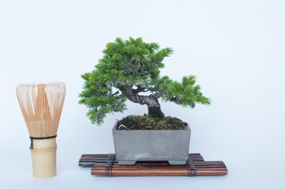 一点物 匠の盆栽】 蝦夷松 No.179｜盆栽妙 – 盆栽妙 本店