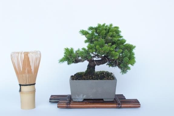 一点物 匠の盆栽】 蝦夷松 No.179｜盆栽妙 – 盆栽妙 本店