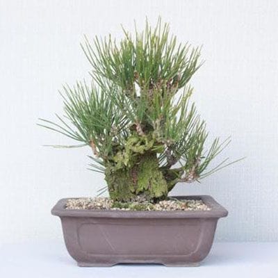 【一点物 匠の盆栽】 夢錦 No.180