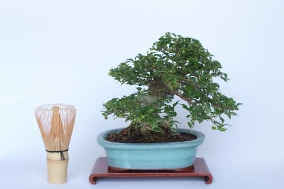 一点物 匠の盆栽】 匂い楓 No.190｜盆栽妙 – 盆栽妙 本店
