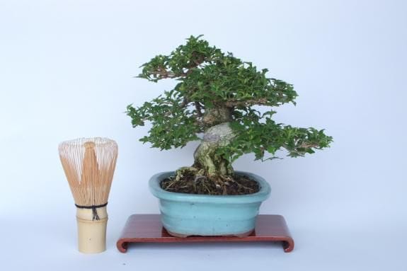 一点物 匠の盆栽】 匂い楓 No.190｜盆栽妙 – 盆栽妙 本店