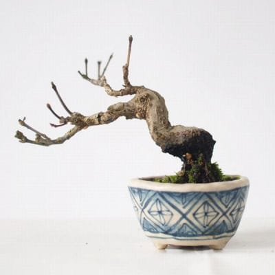 モミジ　1点もの No.149