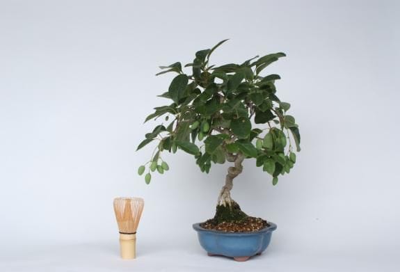 一点物 匠の盆栽】 なんじゃもんじゃ No.196｜盆栽妙 – 盆栽妙 本店