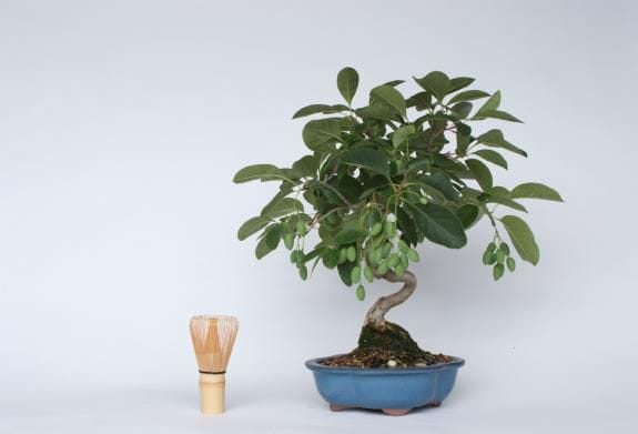 一点物 匠の盆栽】 なんじゃもんじゃ No.196｜盆栽妙 – 盆栽妙 本店