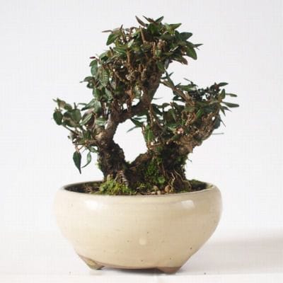 チリメンカズラ　1点もの No.150