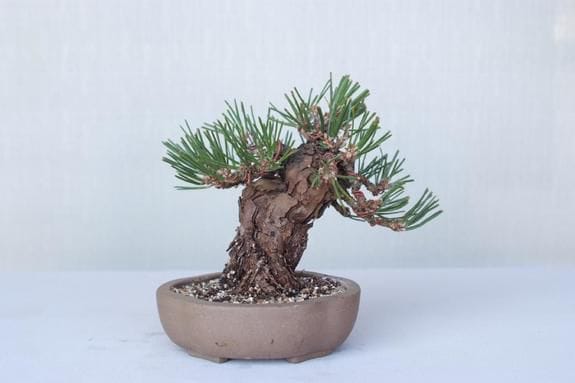 一点物 匠の盆栽】 黒松(瑞宝) No.206｜盆栽妙 – 盆栽妙 本店