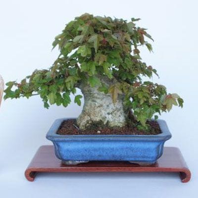 【一点物 匠の盆栽】 楓 No.210