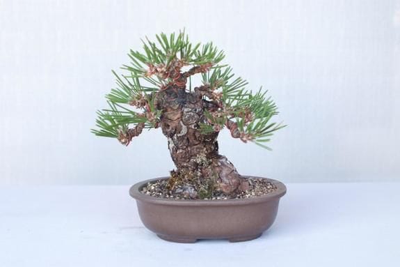 盆栽素材 黒松瑞宝 黒松 瑞宝｜盆栽妙 – 盆栽妙 本店
