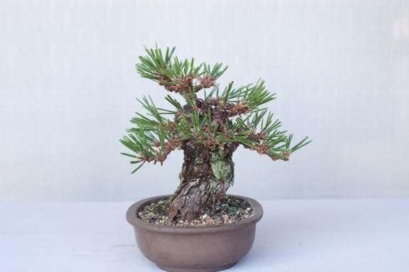 盆栽素材 瑞祥+瑞宝+旭龍=まとめ売り 🍀瑞祥（五葉松）🍀 本日、森山錦花園の盆栽教室で教材に使う