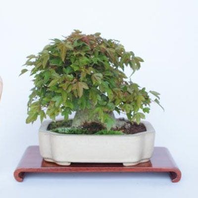 【一点物 匠の盆栽】 楓 No.216