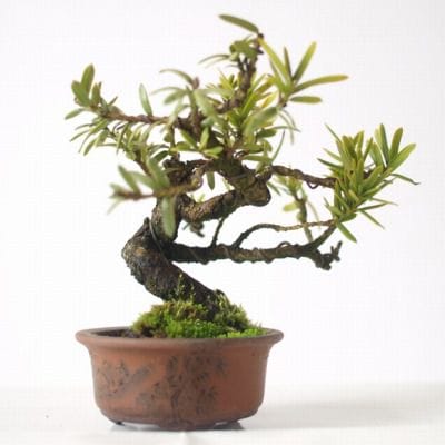 一位　1点もの No.152