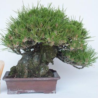 【一点物 匠の盆栽】 黒松 No.225
