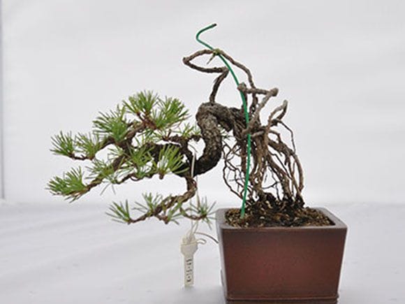 五葉松(根上り) 盆栽 五葉松(根上り) 盆栽