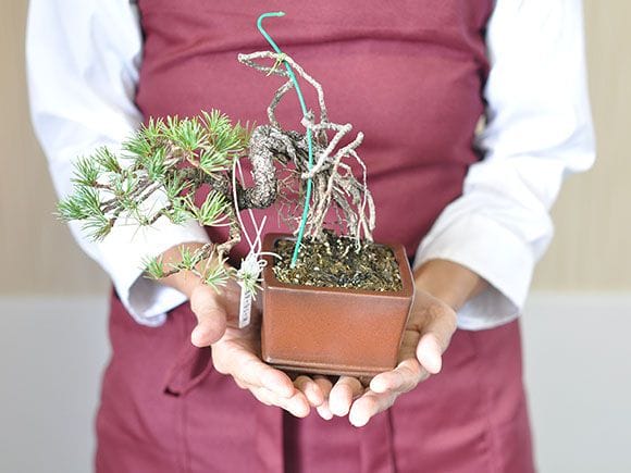 一点物 匠の盆栽】 五葉松 根上り No.226｜盆栽妙 – 盆栽妙 本店