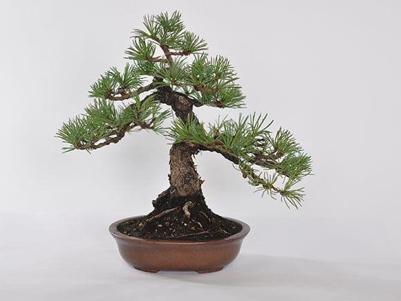 【大品 株立　五葉松盆栽】　　　⭕シノ❗ Yahoo!オークション -「株立ち」(松) (盆栽)の落札相場・落札価格