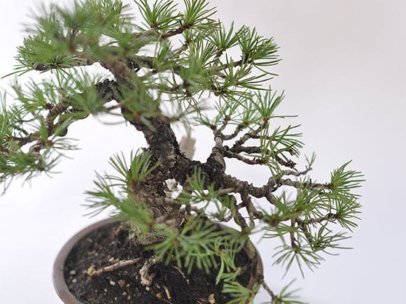 五葉松盆栽！ 五葉松 #盆栽 #日本 #五葉松 #bonsai