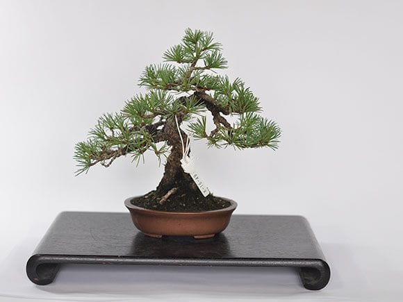 一点物 匠の盆栽】 五葉松 No.228｜盆栽妙 – 盆栽妙 本店