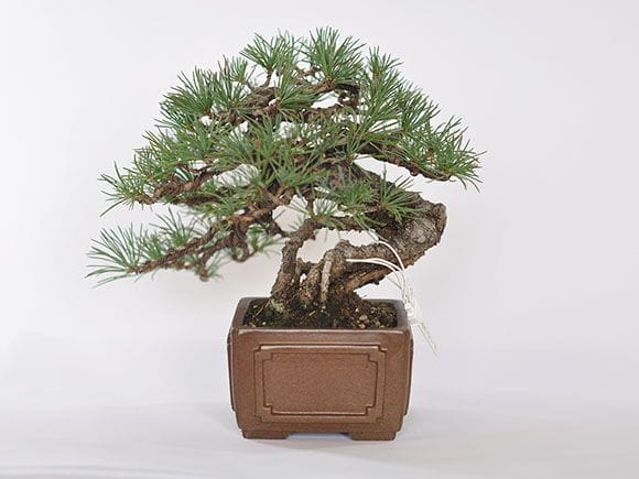 【一点物 匠の盆栽】 五葉松 No.230