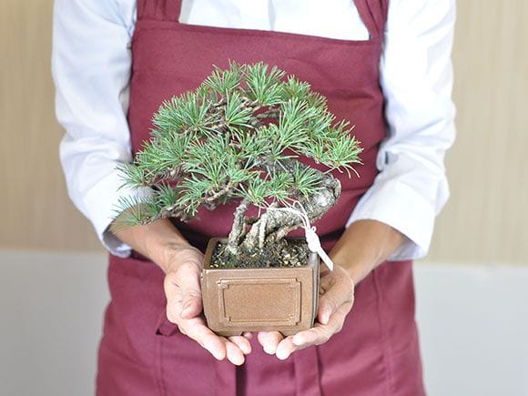 一点物 匠の盆栽】 五葉松 No.230｜盆栽妙 – 盆栽妙 本店