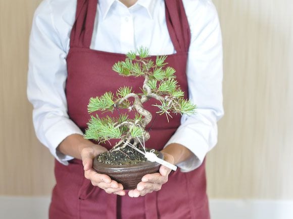 一点物 匠の盆栽】 五葉松 No.231｜盆栽妙 – 盆栽妙 本店