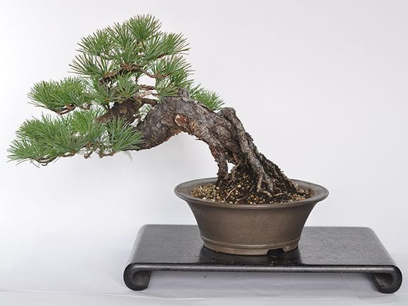 一点物 匠の盆栽】 五葉松 No.237｜盆栽妙 – 盆栽妙 本店