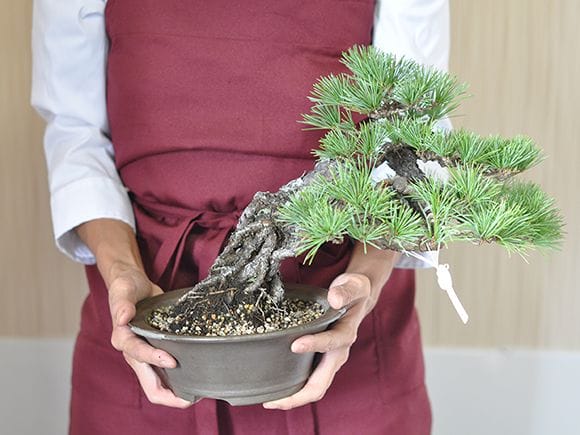 H*a様 一点物 五葉松 盆栽 軽石付 曲幹 全長38cm 自然風 中品サイズ 一点物 匠の盆栽】 五葉松 No.237｜盆栽妙 – 盆栽妙 本店