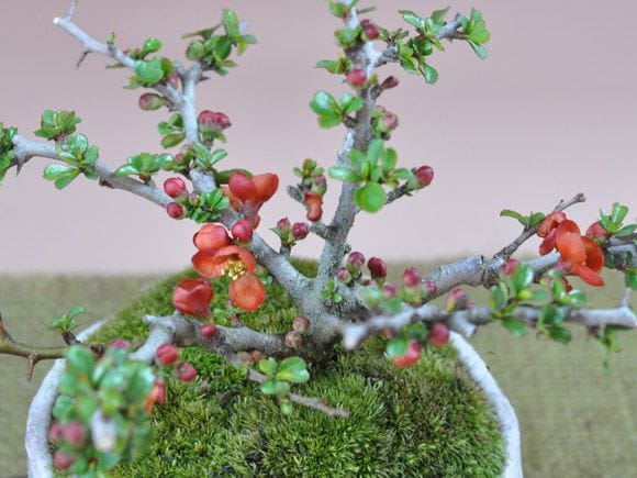 長寿梅紅白セットの盆栽を販売｜入門は盆栽妙 – 盆栽妙 本店