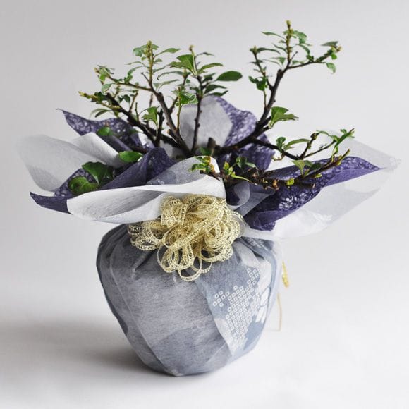 すべてギリギリに値下げしました。亡き祖父の年代物の紅白の梅2点セット （本日中に横浜の自宅にて引き取り希望です。） 長寿梅紅白セットの盆栽を販売｜入門は盆栽妙 – 盆栽妙 本店