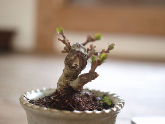 長寿梅紅白セットの盆栽を販売｜入門は盆栽妙 – 盆栽妙 本店