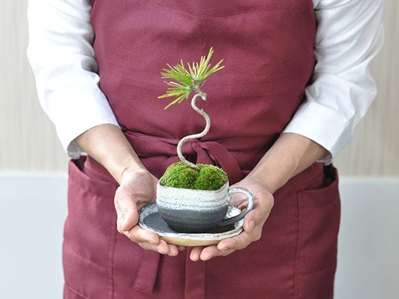 黒松ミニミニコーヒーカップの盆栽｜盆栽妙 – 盆栽妙 本店