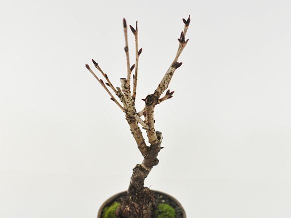 八重桜の盆栽｜盆栽妙 – 盆栽妙 本店