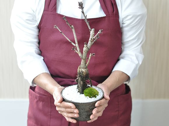 八重桜の盆栽｜盆栽妙 – 盆栽妙 本店