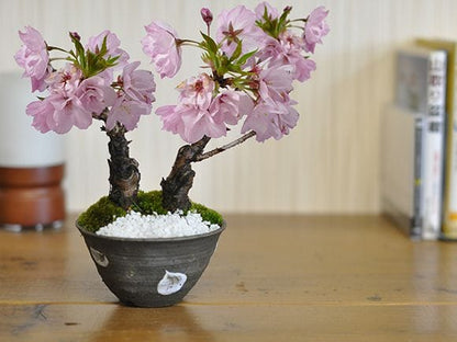 旭山桜のミニ2本立ち