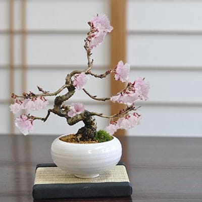 小品十月桜