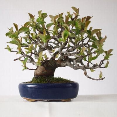 カリン　1点もの No.158