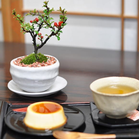 【父の日】お花の盆栽とお菓子セット ミニ長寿梅と神戸プリン 受け皿付き