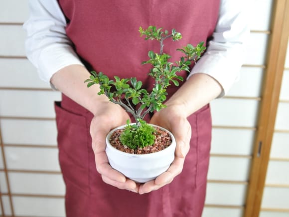 お花の盆栽とお菓子セット ミニ長寿梅と神戸プリン 受け皿付き
