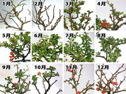 お花の盆栽とお菓子セット ミニ長寿梅と神戸プリン 受け皿付き