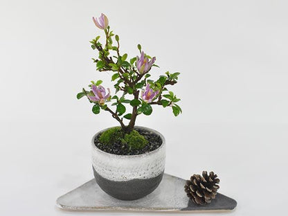 花盆栽　睡蓮木の盆栽 受皿付き