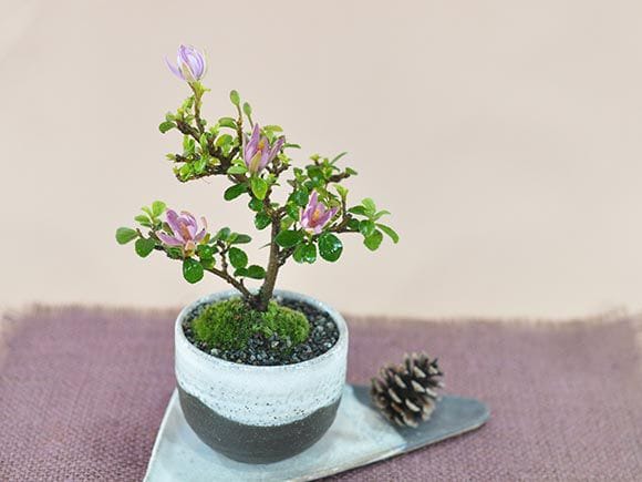 花盆栽　睡蓮木の盆栽 受皿付き