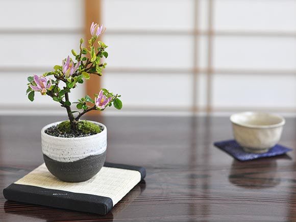 花盆栽　睡蓮木の盆栽 受皿付き