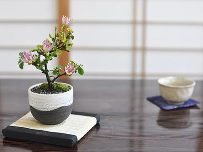 花盆栽　睡蓮木の盆栽 受皿付き