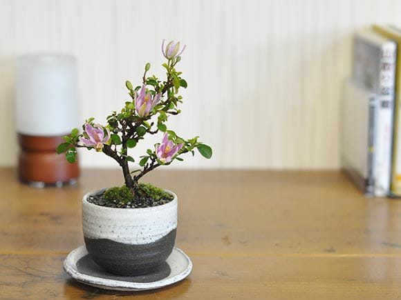 花盆栽　睡蓮木の盆栽 受皿付き