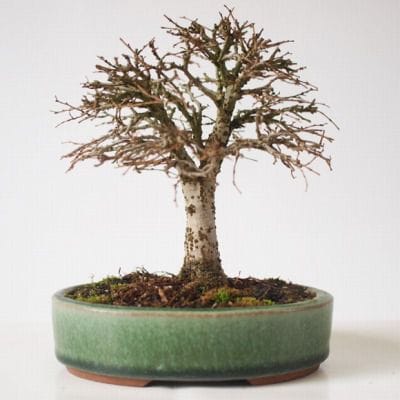 ケヤキ　1点もの No.162