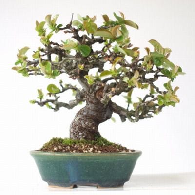 カリン　1点もの No.163