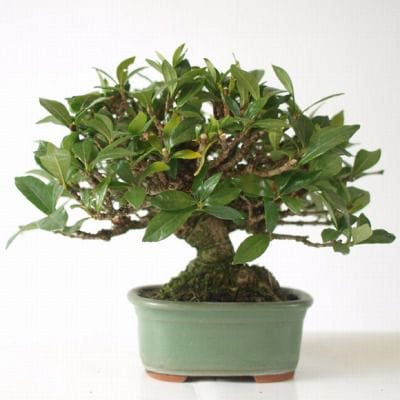 くちなし　1点もの No.165