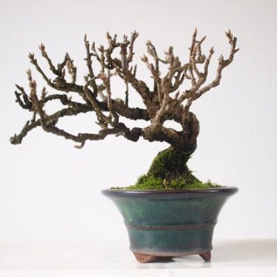 白実 房スグリ　1点もの No.166